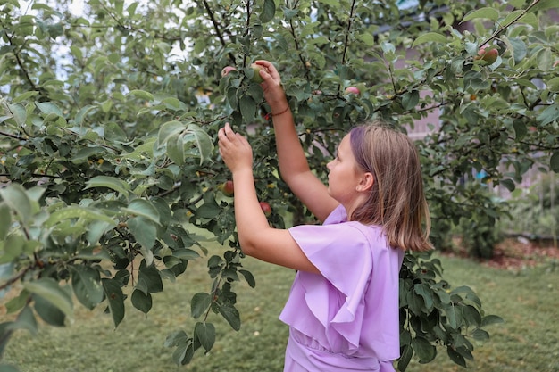 Ernte. Kleines Mädchen pflückt Äpfel von Ästen in einem Apfelgarten