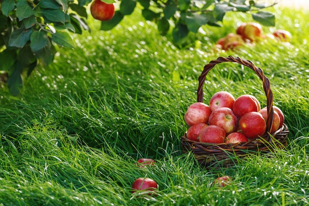 Ernte. Äpfel in einem Korb und auf dem Gras unter den Zweigen eines Apfelbaums.