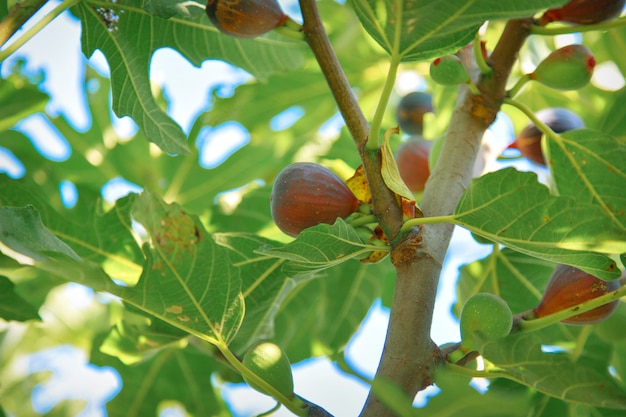 Ernte reife Feigen saftige Früchte frische Früchte vom Baum