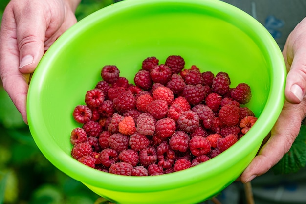 Ernte reife ökologische Bio-Himbeeren auf dem Land