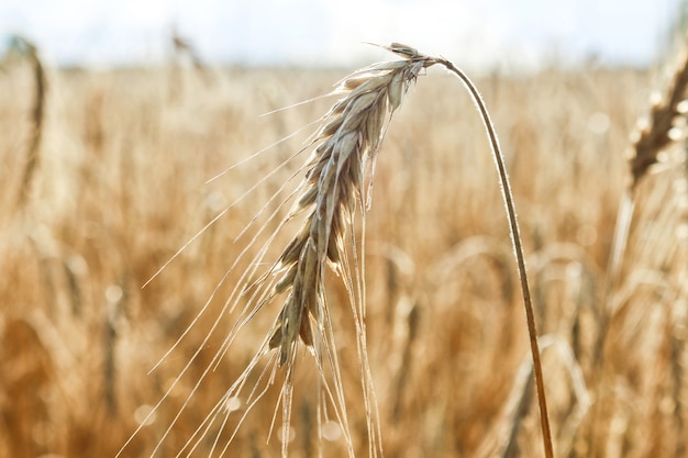 Ernte reifer Roggenohren auf dem Feld