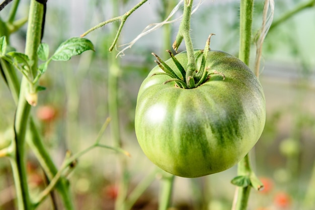 Ernte Reifung von Tomaten im Gewächshaus.