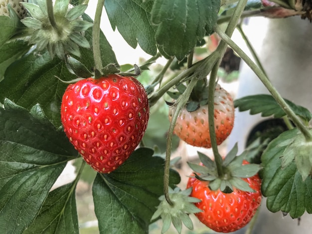 Ernte rote Erdbeere vom Biohof