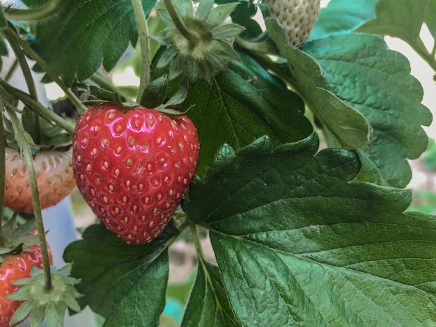 Ernte rote Erdbeere vom Biohof