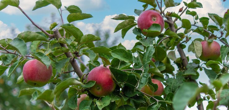 Ernte von Äpfeln auf dem Baum Selektiver Fokus Natur