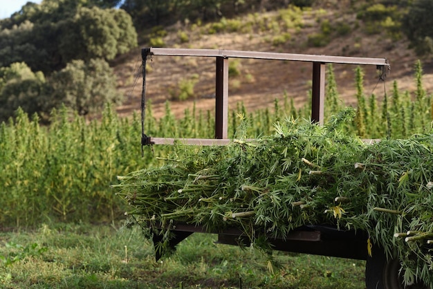 Foto ernte von cannabis und gruppierung der pflanzen in einem anhänger