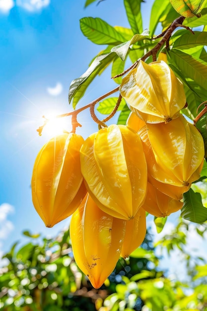 Ernte von Carambola im Garten selektiver Fokus