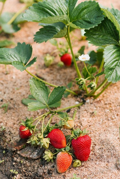 Foto ernte von frischen reifen großen roten erdbeeren im gewächshaus