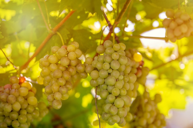 Ernte von grünen und blauen Trauben. Felder Weinberge reifen Trauben für Wein