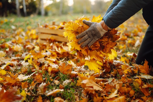 Foto ernte von herbstblättern mann reinigt den herbstpark von gelben blättern reinigung saisongärten