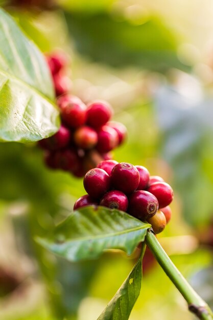 Ernte von Kaffeebeeren durch die Landwirtschaft. Kaffeebohnen, die auf dem Baum in Nordthailand reifen