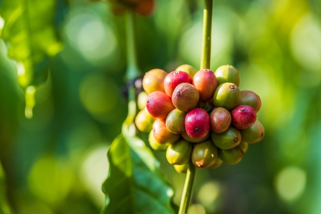 Ernte von Kaffeebeeren durch die Landwirtschaft Kaffeebohnen reifen am Baum im Norden Thailands