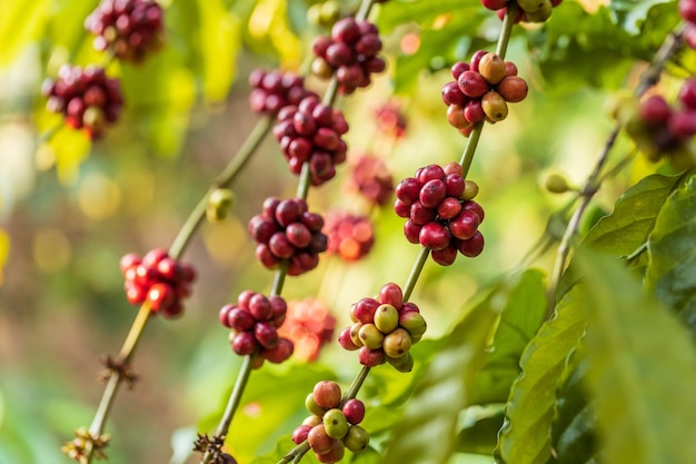 Ernte von Kaffeebeeren durch die Landwirtschaft Kaffeebohnen reifen am Baum im Norden Thailands