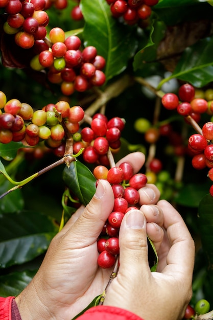 Ernte von Kaffeekirschen durch Landwirtschaft. Kaffeebohnen, die auf dem Baum im Norden von Thailand reifen