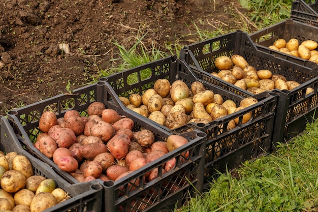 Ernte von Kartoffeln rohe Kartoffeln in Plastikbehältern, die auf dem Boden stehen