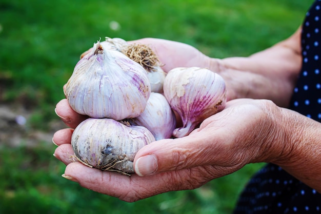 Ernte von Knoblauch in den Händen einer Frau. Selektiver Fokus. Natur.