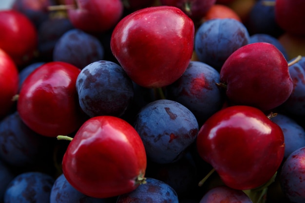 Ernte von reifen blauen Pflaumen und roten Äpfeln hautnah