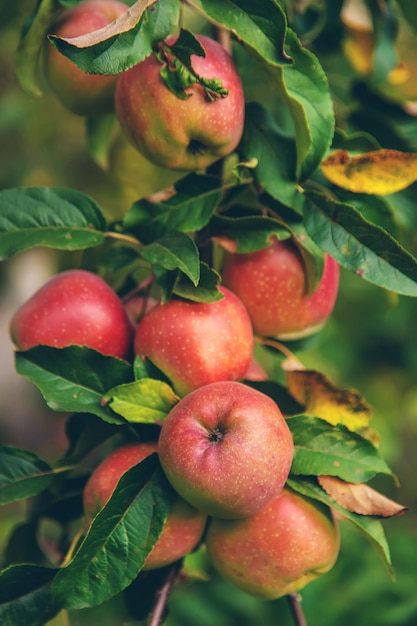 Ernte von roten Äpfeln auf einem Baum im Garten Selektiver Fokus