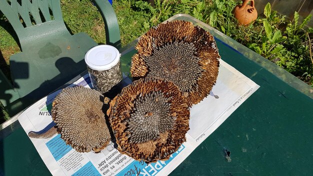 Foto ernte von sonnenblumensamen zur aussaat sonnenblumenanbau gewinnung von sonnenblumensamen