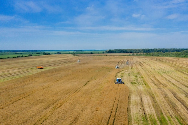 Ernte von Weizen im Sommer Zwei Mähdrescher, die auf dem Feld arbeiten Mähdrescher landwirtschaftliche Maschine, die goldenen reifen Weizen auf dem Feld sammelt Blick von oben