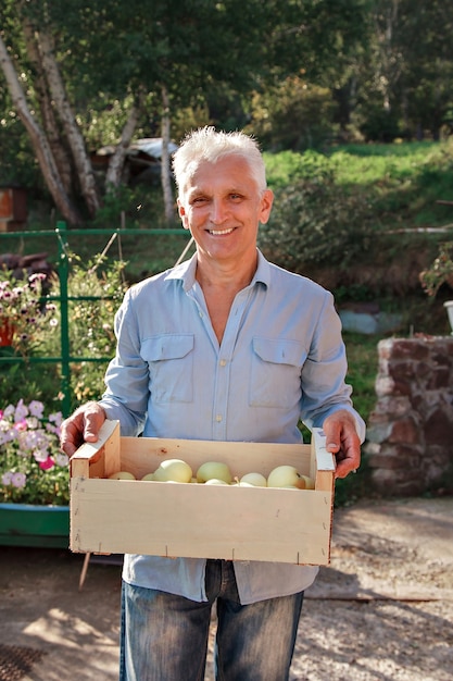 Ernte: weiße äpfel in einer holzkiste. produkte bereit für den export. import von saisonalen waren. ein älterer mann hält eine kiste. der gärtner genießt die früchte seiner arbeit