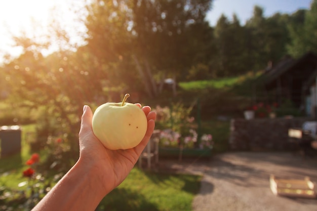 Ernte: weiße Äpfel in der Hand. Produkte bereit für den Export. Import von saisonalen Waren.