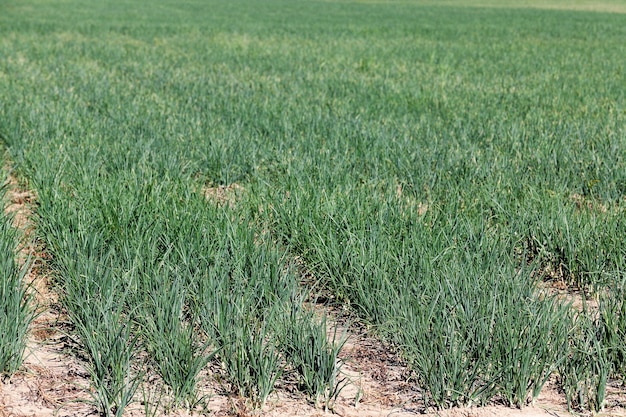 Ernte Zwiebelfeld - landwirtschaftliches Feld, wo Ernte und Zwiebeln, Nahaufnahme