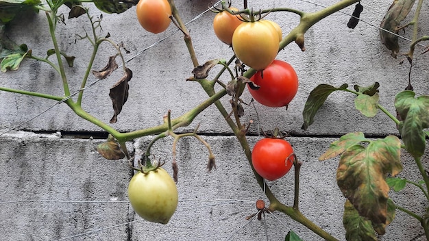 Erntebereite Tomatenpflanze gegen eine Mauer 09