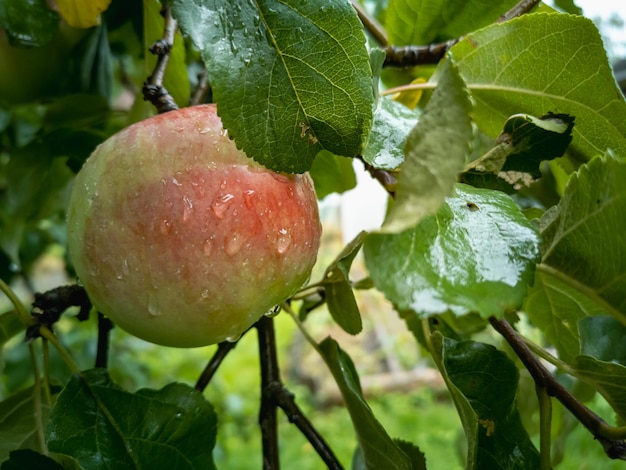 Erntekonzept Reife Äpfel mit großen Regentropfen auf einem Ast im Garten Horizontales Foto