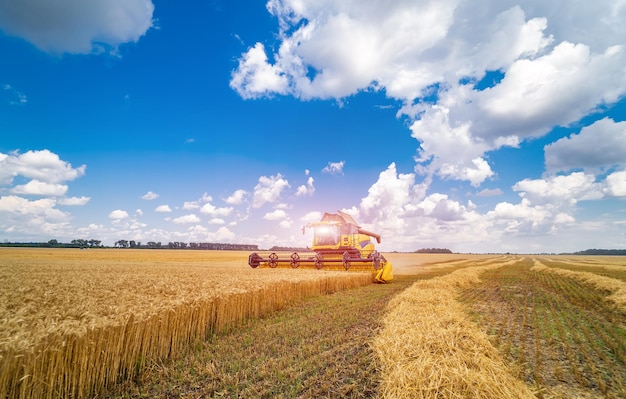 Erntemaschine bei der Ernte eines Weizenfeldes. Getreideerntemähdrescher an einem sonnigen Tag. Landwirtschaftliche Technik arbeitet im Feldkonzept