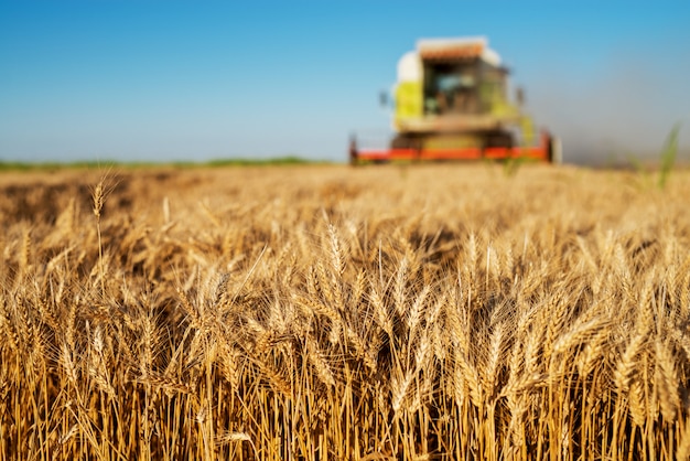 Erntemaschine, die am sonnigen Morgen auf dem Feld arbeitet. Landwirtschaftskonzept.