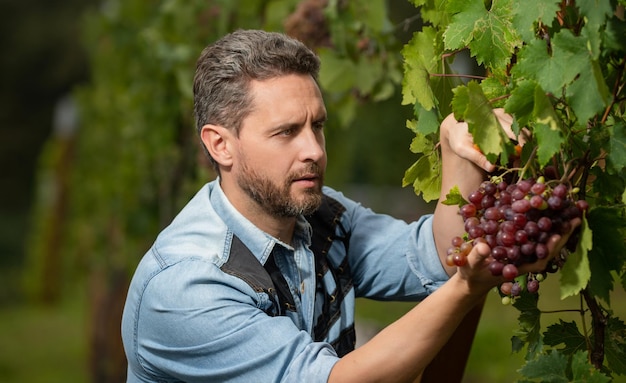 Erntemaschine, die Weinrebenfrucht-Traubenanbau aufnimmt