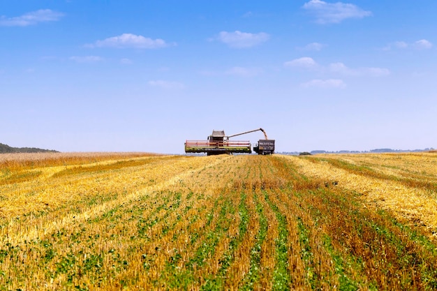 Erntemaschine im Feld