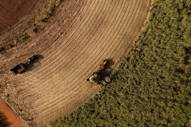 Erntemaschine und Anhänger auf dem Zuckerrohrfeld in sonniger Nachmittagsansicht von oben