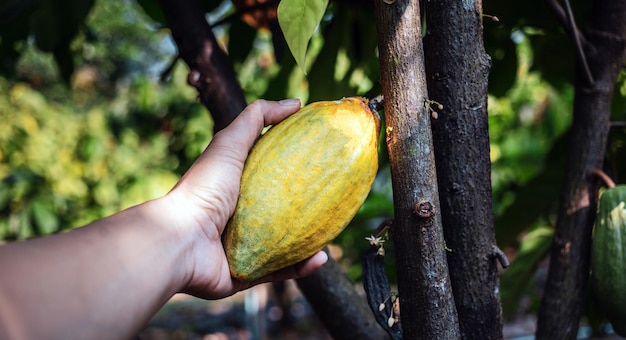Ernten Sie das landwirtschaftliche Kakaogeschäft produziert die Hand des Kakaobauern, die gelb reif hält