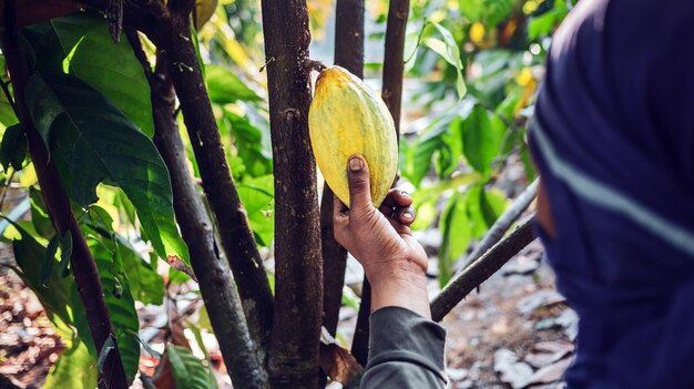 Ernten Sie die Hand des landwirtschaftlichen Kakaobauern, die gelbe reife Kakaoschoten auf der Kakaopflanze hält