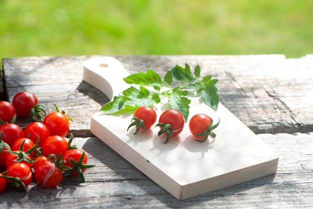 Ernten Sie Kirschtomaten-Stillleben im natürlichen Gartenraum für Text