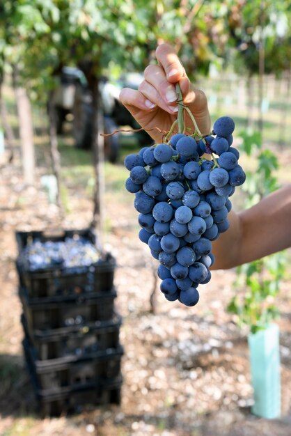 Ernten Sie nicht erkennbare Bäuerin, die während der Erntearbeiten an einem sonnigen Tag im Weinberg ein Bündel reife appetitanregende reife schwarze Trauben demonstriert