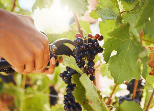 Ernten Sie schwarze Trauben und Weinbergbauern, die in nachhaltiger Landwirtschaft oder auf dem Markt organische Bündel saftiger Früchte schneiden oder ernten Arbeiter, die im Sommer Weinfrüchte von Baumpflanzen pflücken