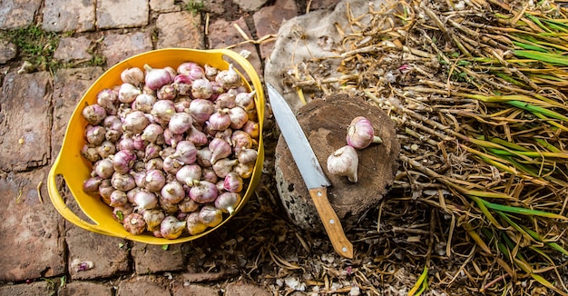 Ernten, Trocknen und Verarbeiten von Knoblauch auf der Farm für die Bequemlichkeit mit einem Messer und einem Holzstumpf