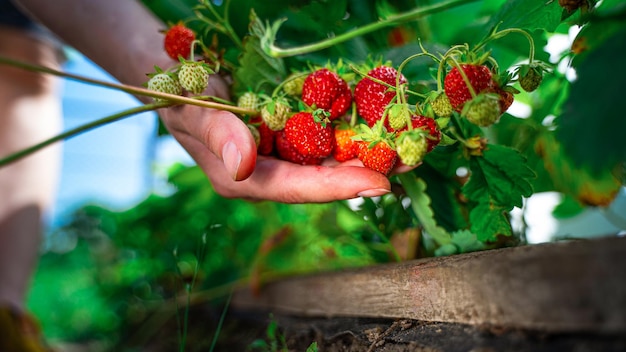Ernten von frischen Bio-Erdbeeren Farmer's Hände pflücken Erdbeeren closeup Strawberry Sträucher