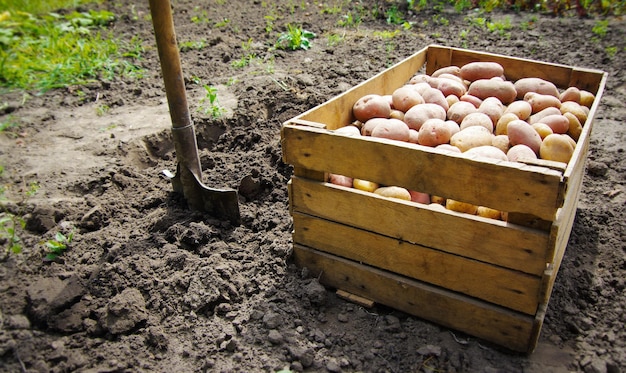 Ernten von Kartoffeln auf einem landwirtschaftlichen Feld