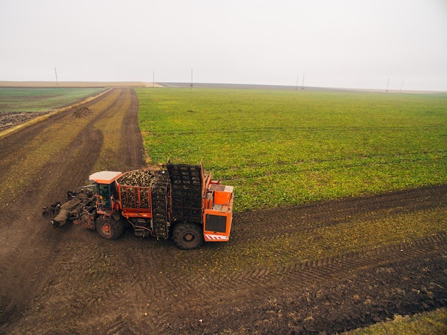 Ernten von Rüben im grünen großen Feld Luftbild über automatisierten Geräten