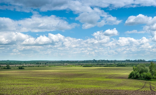 Erntet Zuckerrüben in der landwirtschaftlichen Hügellandschaft des Feldes mit schönem Himmel