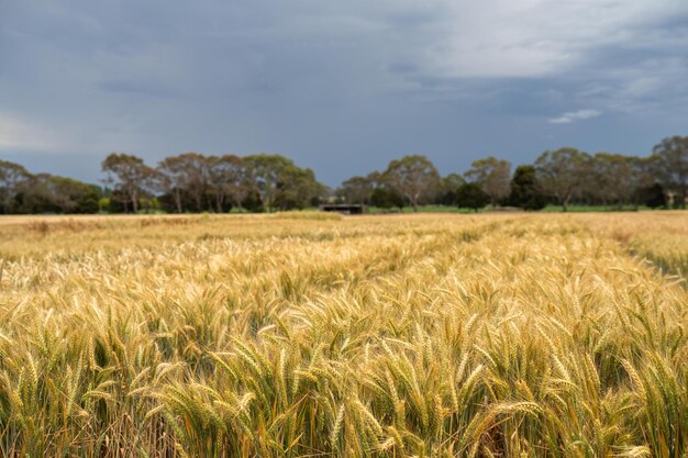 Erntezeilen von Weizen- und Gerstepflanzen, die das Wachstum der Landwirtschaft und die Agronomie zeigen