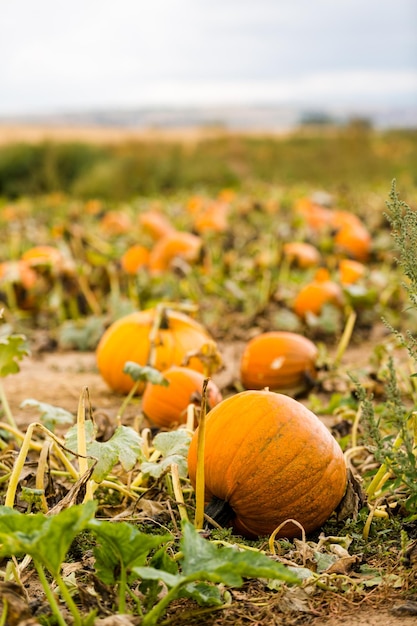 Erntezeit auf einer großen Kürbisfarm.