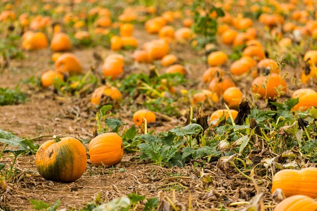 Erntezeit auf einer großen Kürbisfarm.