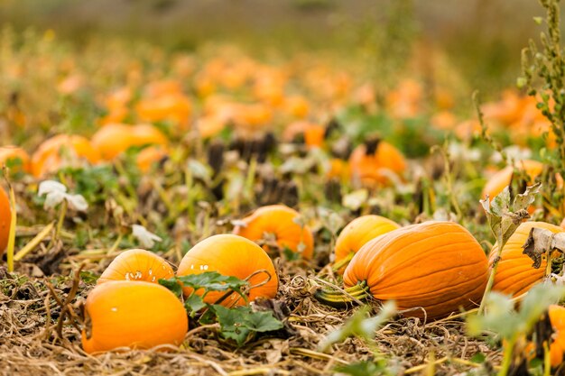 Erntezeit auf einer großen Kürbisfarm.