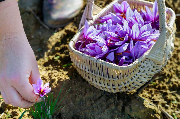 Erntezeit von lila Blüten Safran für Gewürze.