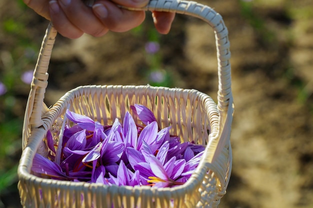 Erntezeit von lila Blüten Safran zum Würzen